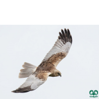 گونه سنقر تالابی Western Marsh Harrier